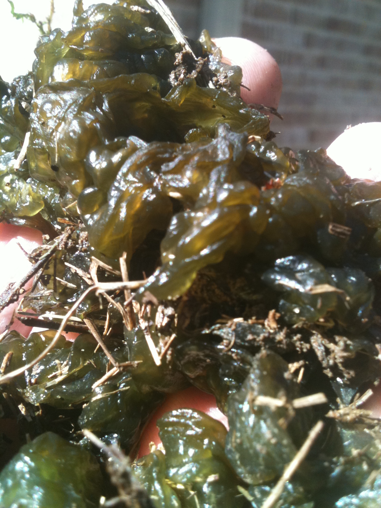 Green Globs (Algae, Nostoc) In Lawn Walter Reeves The Gardener