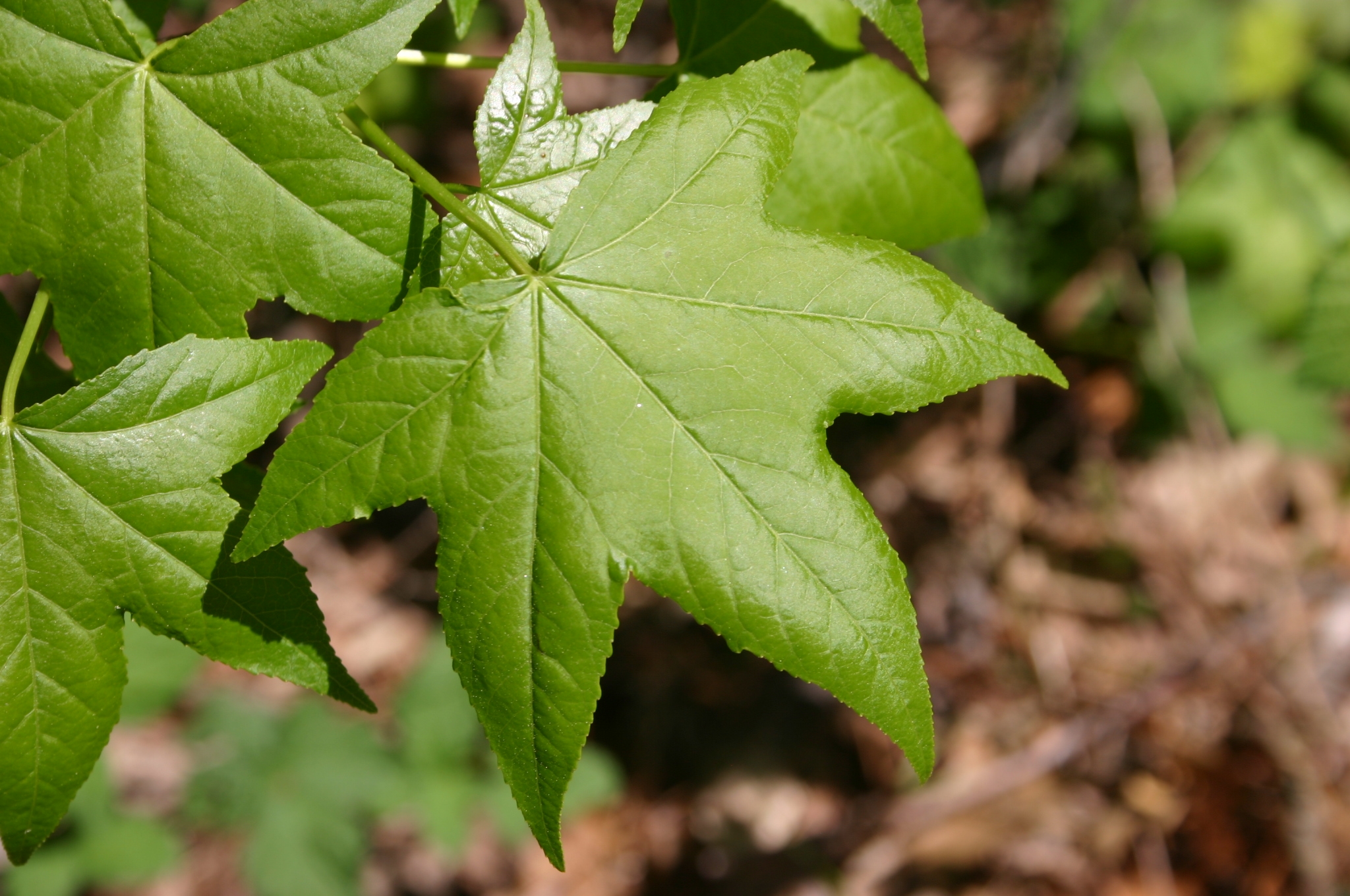 Sweetgum Positive Characteristics Walter Reeves The Gardener