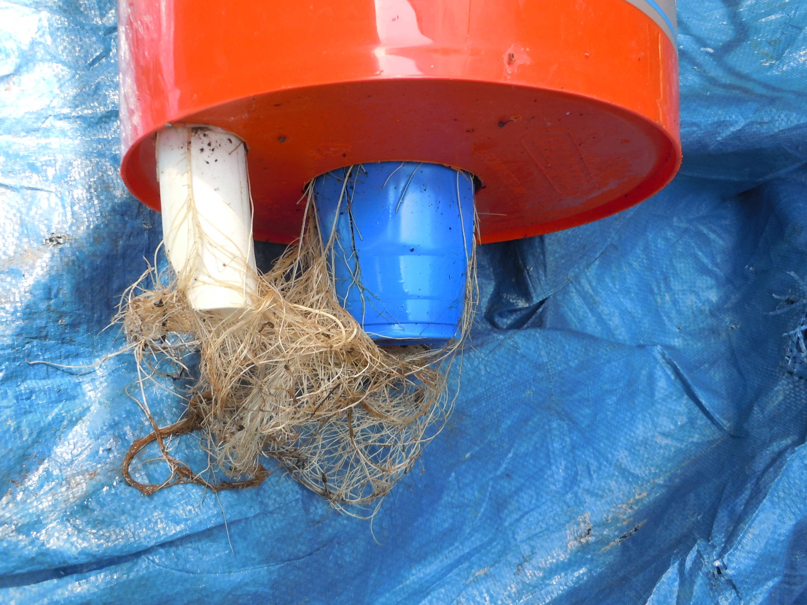 SelfWatering Bucket Garden Walter Reeves The Gardener