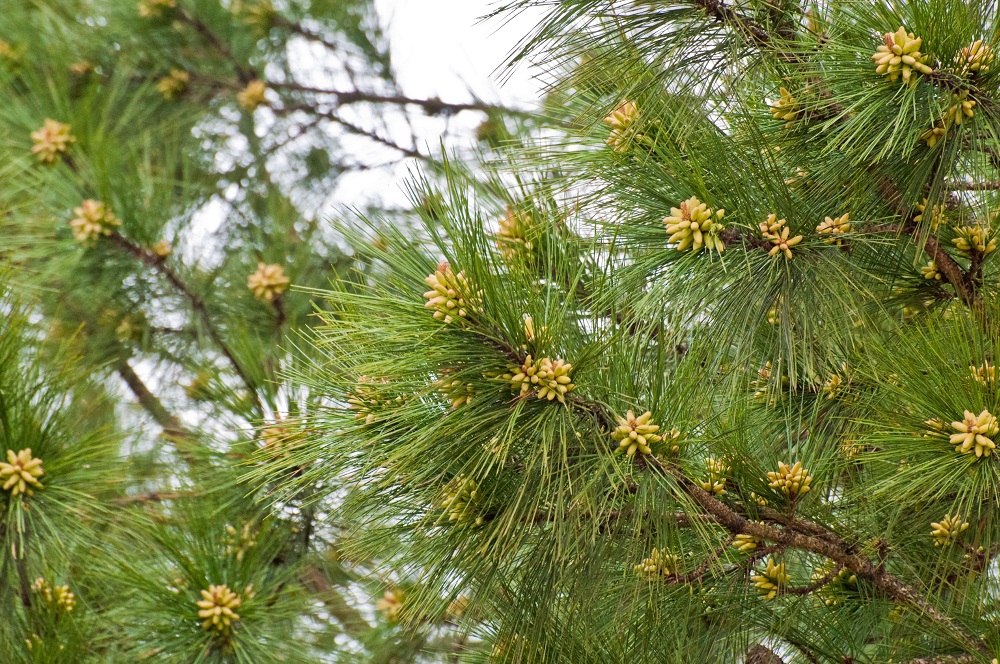 Pine Cones Why So Few Walter Reeves The Gardener