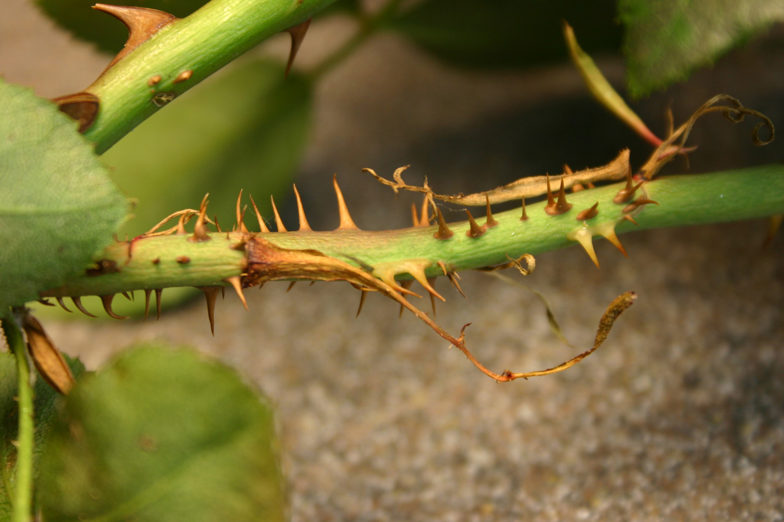 Rose Rosette Oil Spray to Control Mites Walter Reeves The