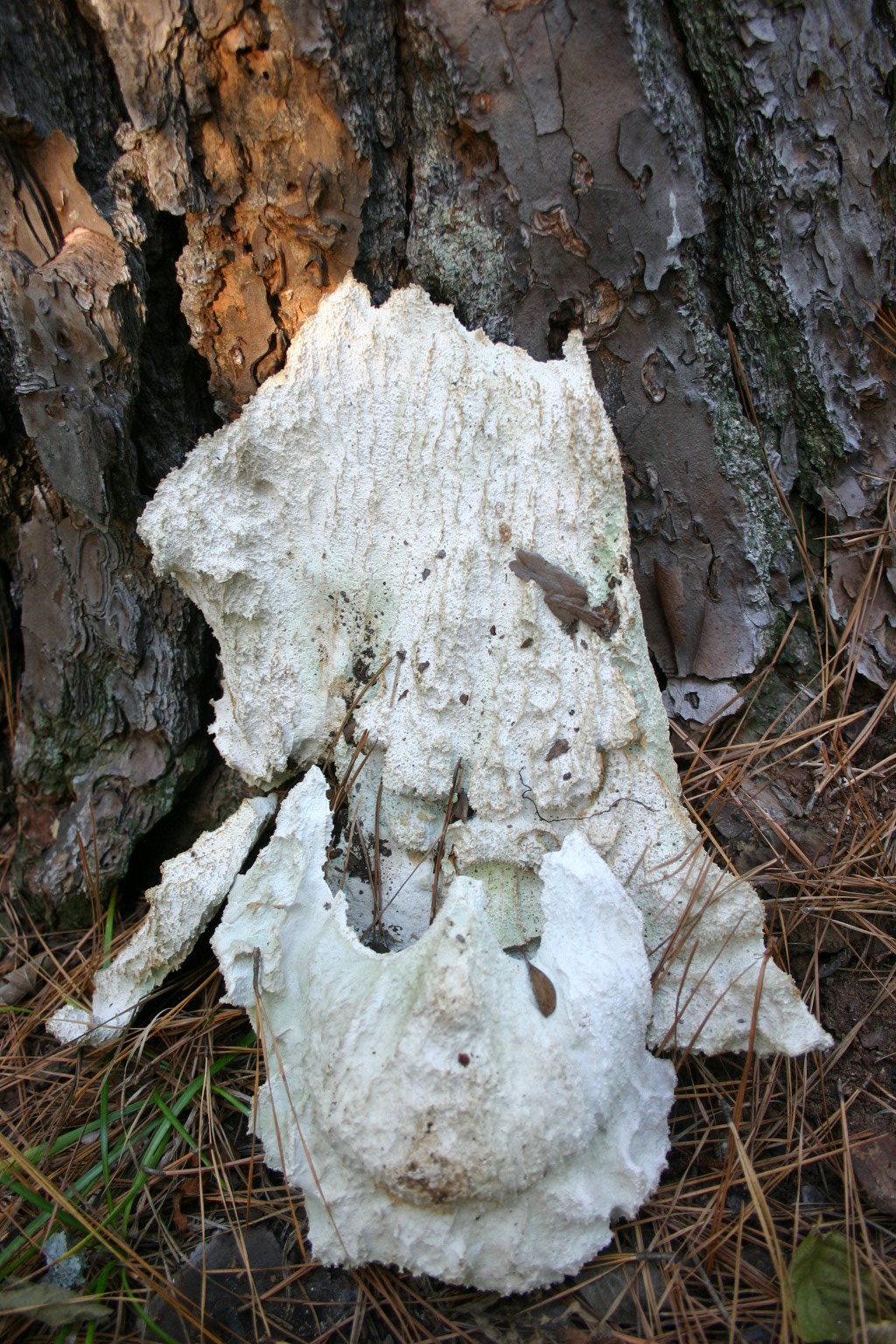 Squirrel Dumb Things They Chew On Walter Reeves The Gardener