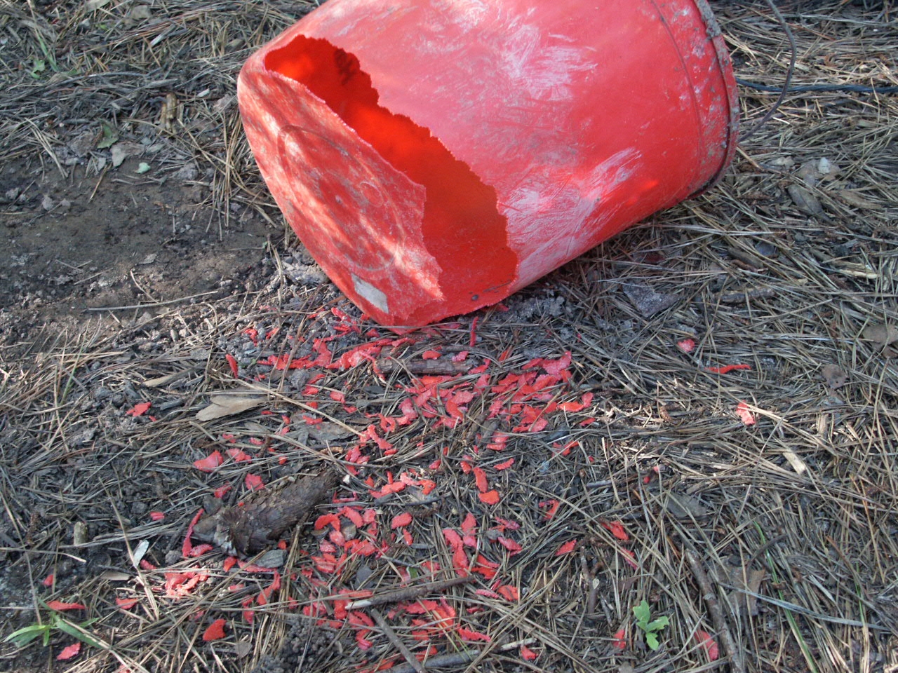 Squirrel Dumb Things They Chew On Walter Reeves The Gardener