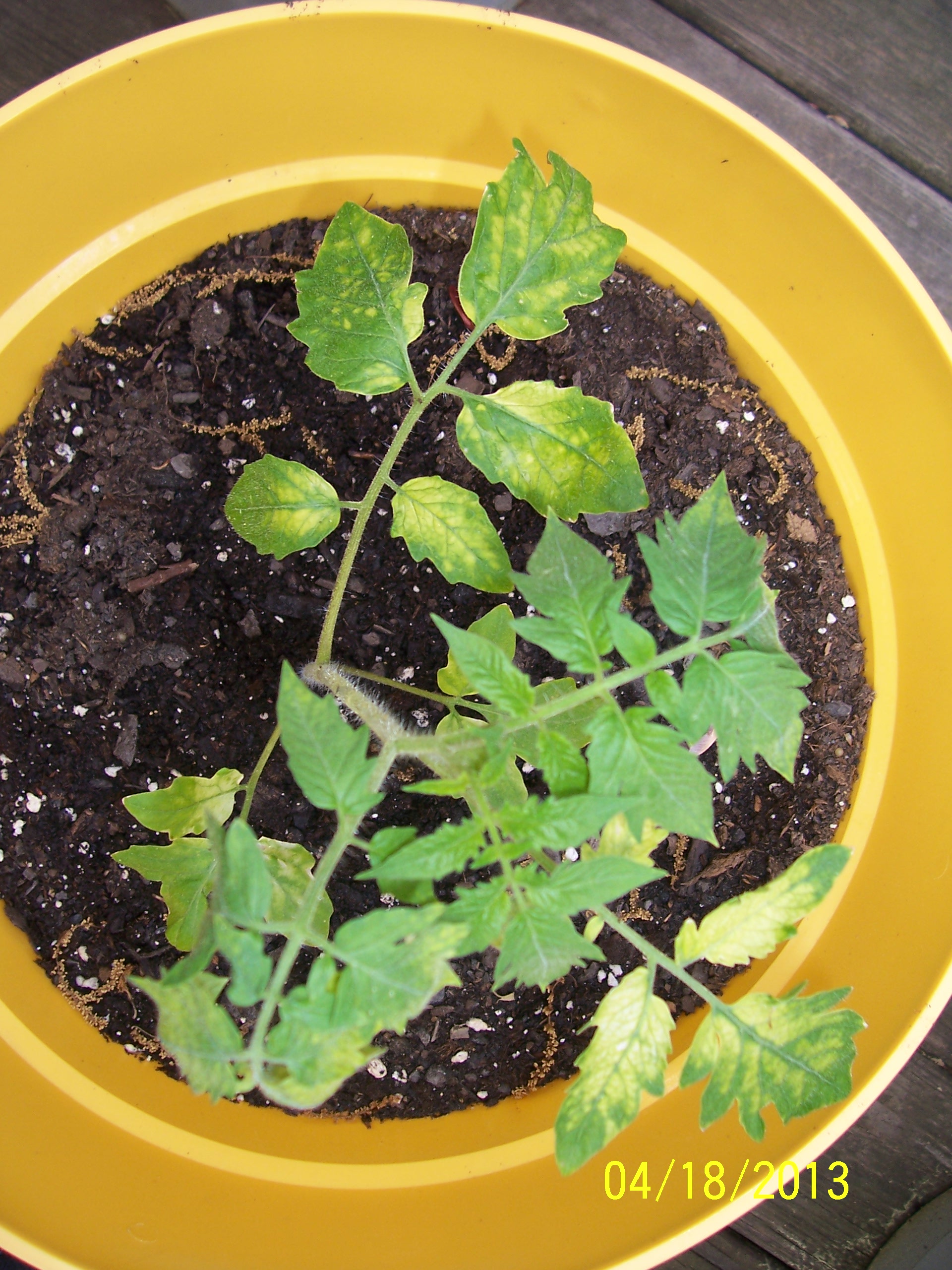 Tomato Sun Scald on New Plants Walter Reeves The Gardener