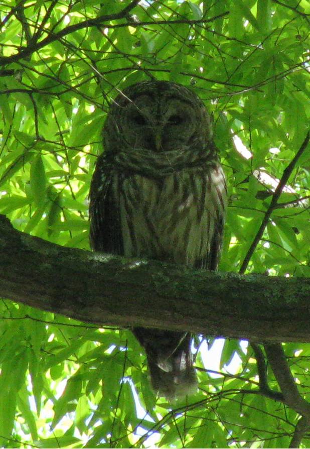 Barred Owl Identification Walter Reeves The