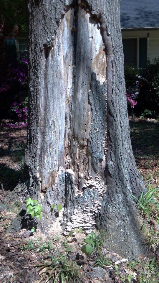 Tree Damaged Lower Trunk Walter Reeves The Gardener