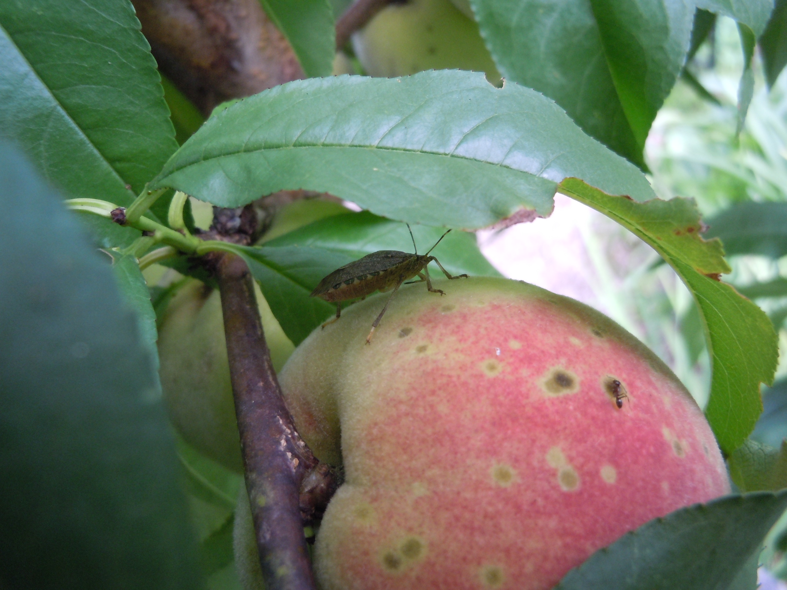 Stink Bugs On Fruit Trees Walter Reeves The Gardener