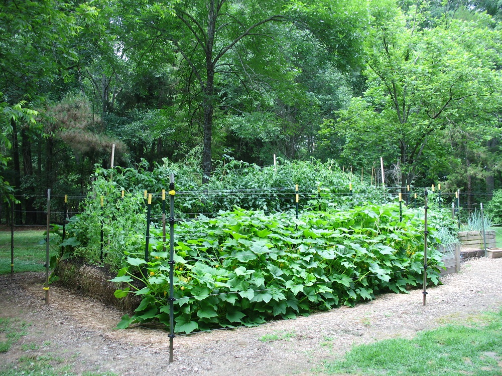 Straw Bale Garden – One Gardener's Project (update) | Walter Reeves