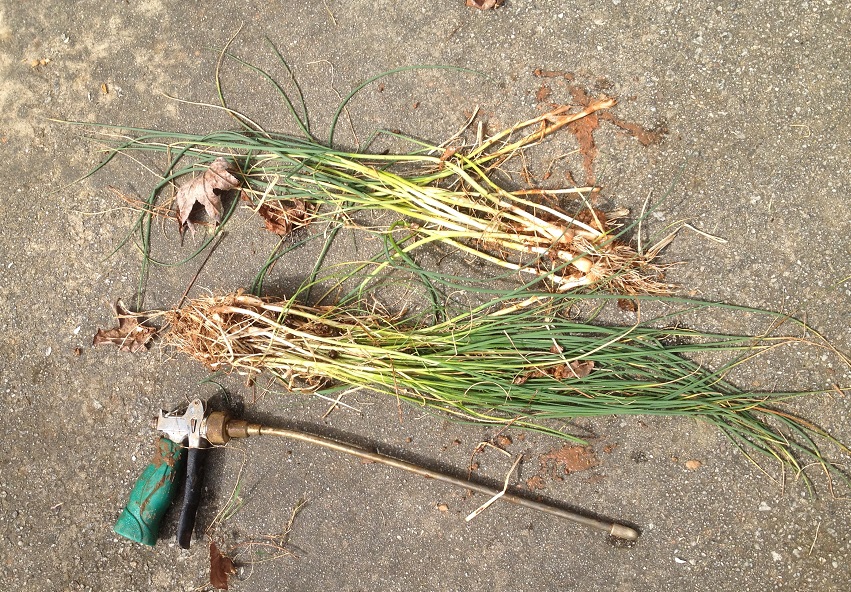 Nutsedge Control With Water Weeder Walter Reeves The Gardener
