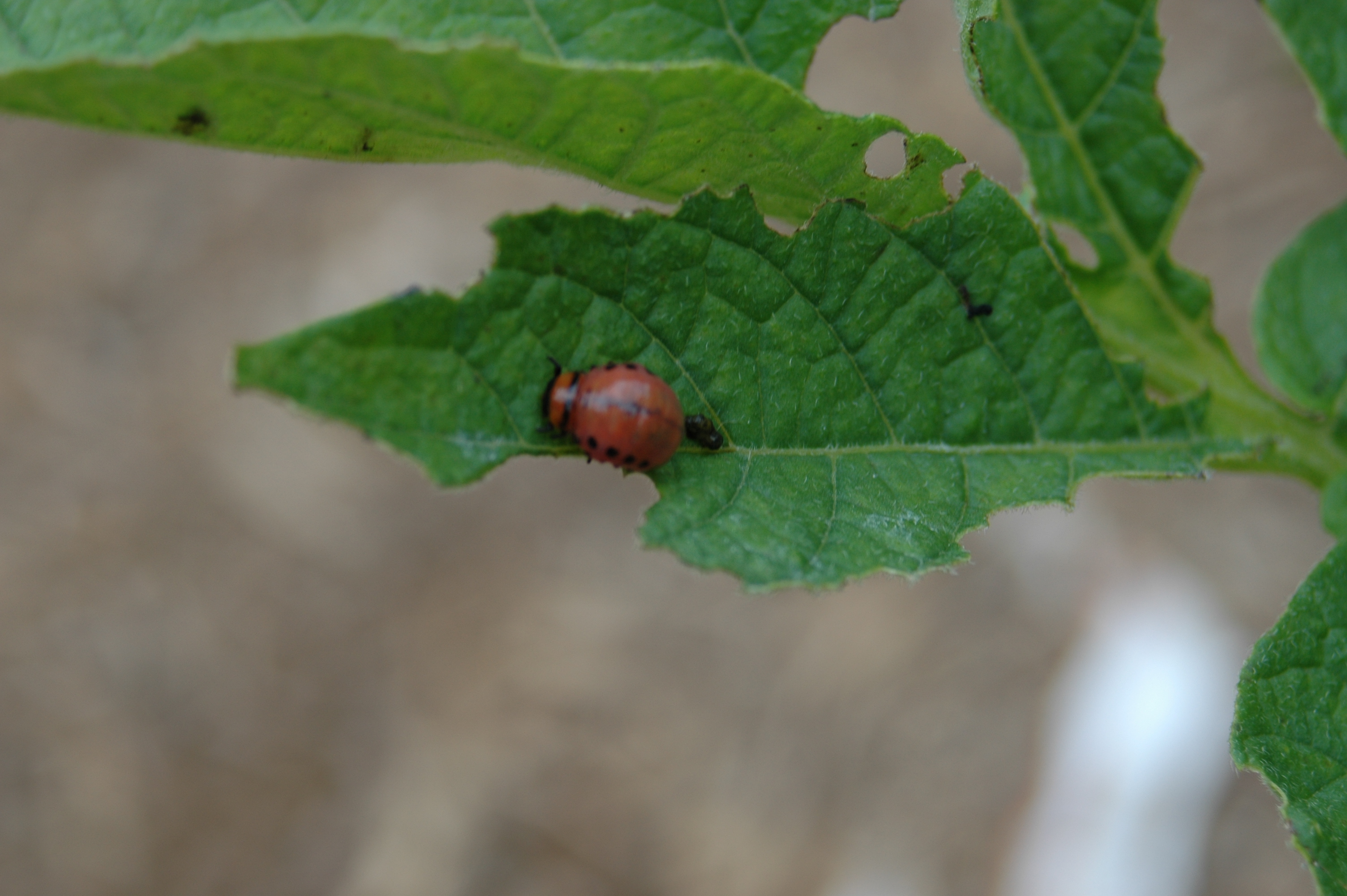 Tomato Colorado Potato Beetle Walter Reeves The Gardener