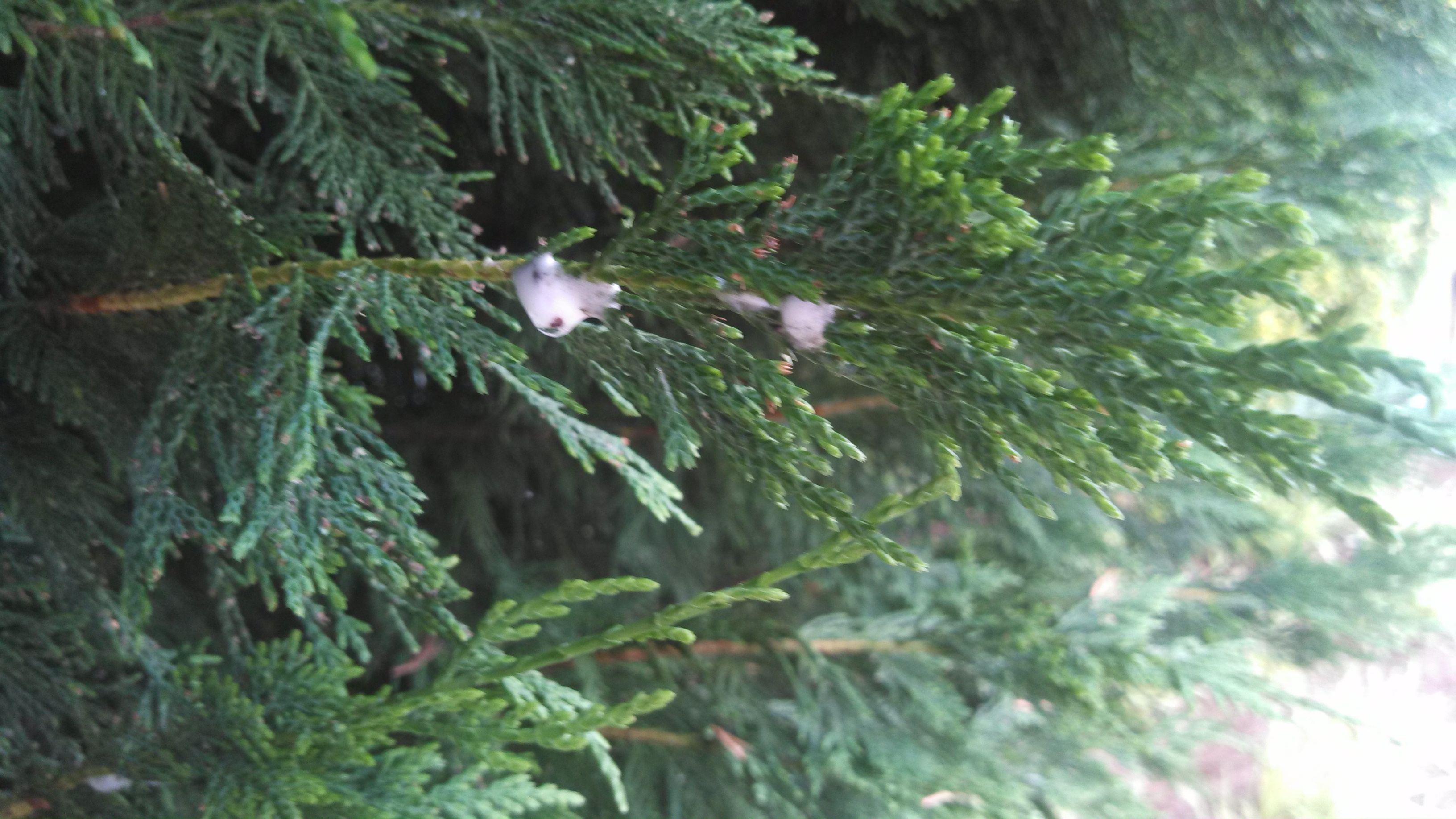 Leyland Cypress Spittlebug Walter Reeves The