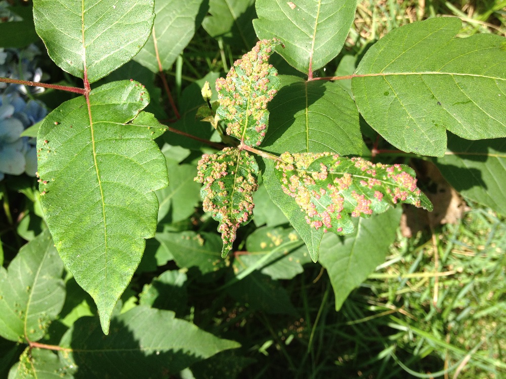 Poison Ivy Galls on Leaves Walter Reeves The Gardener