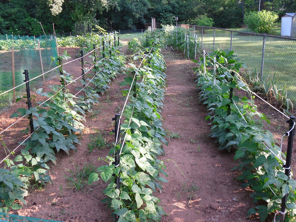Butterbean (Butter Bean) vs Lima Bean Walter Reeves The Gardener