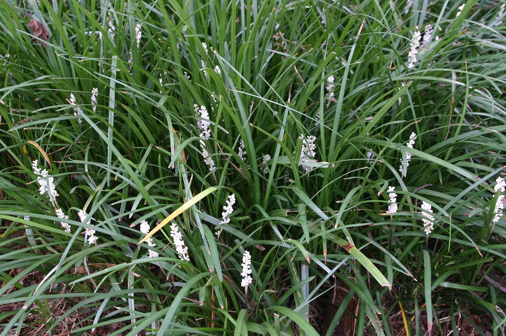 Liriope Spreading Monkey Grass vs Clumping Monkey Grass Walter