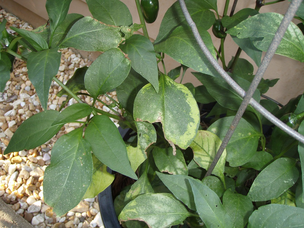 Pepper Virus Disease Walter Reeves The Gardener