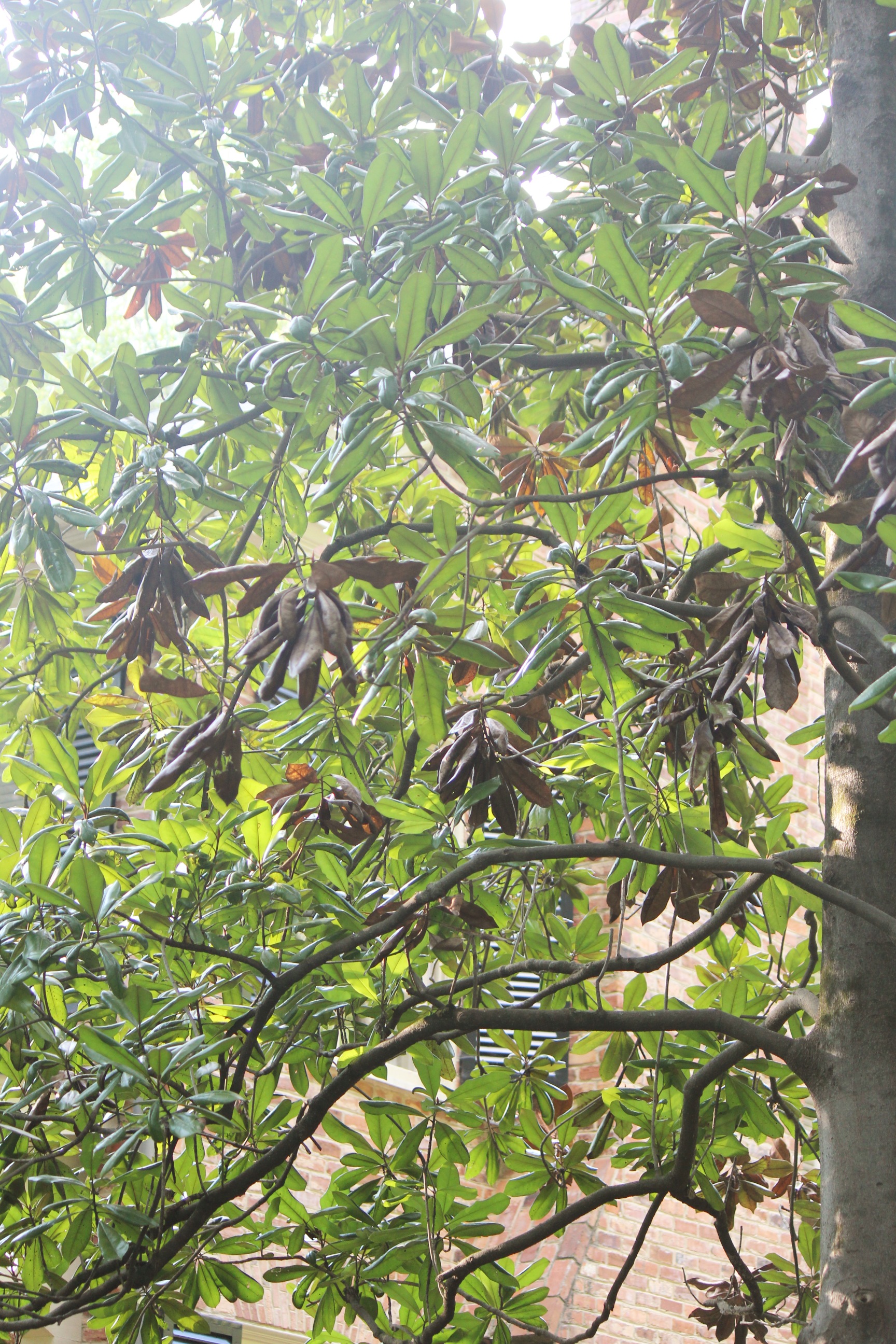 Magnolia Clusters of Leaves Turning Brown Walter Reeves The