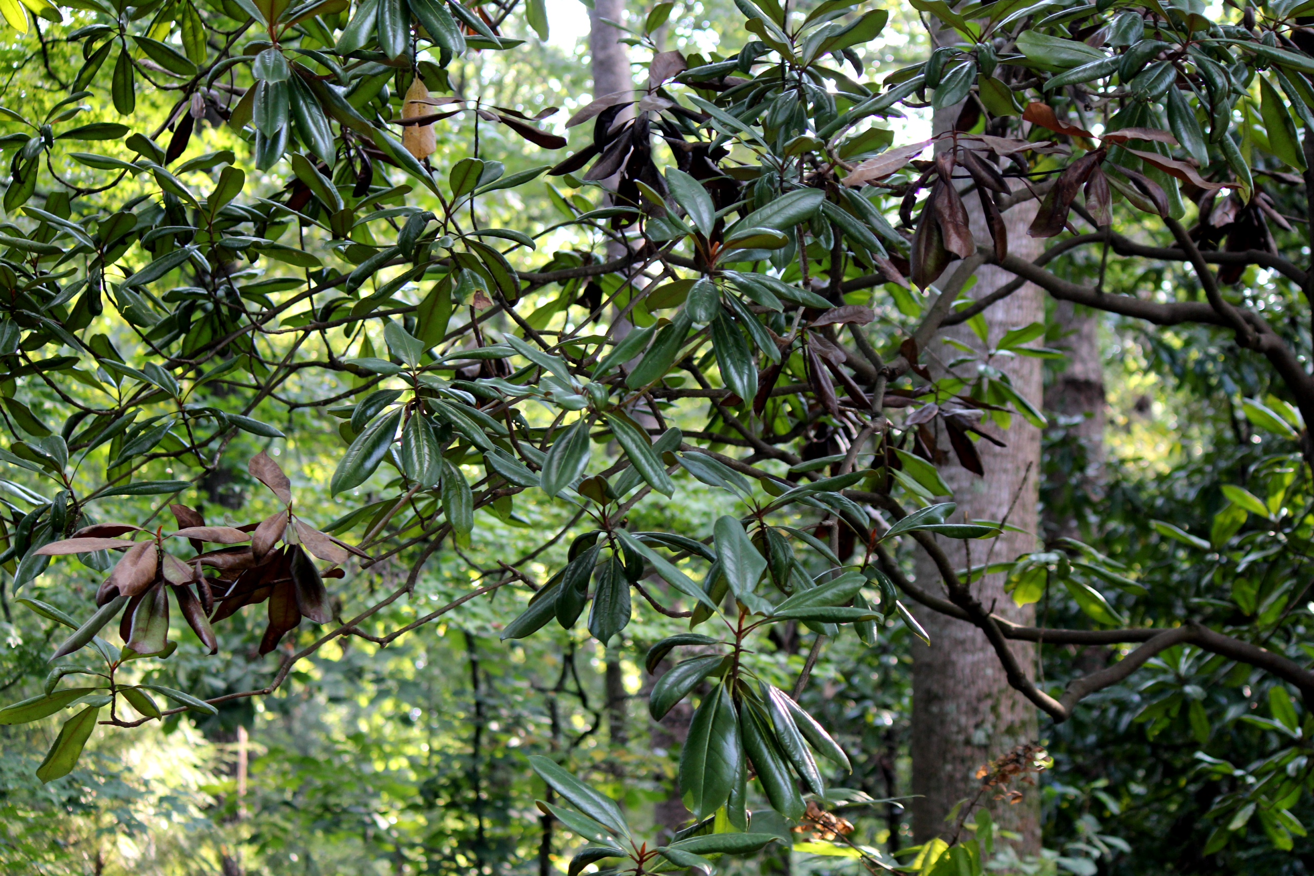 Magnolia Clusters of Leaves Turning Brown Walter Reeves The Gardener