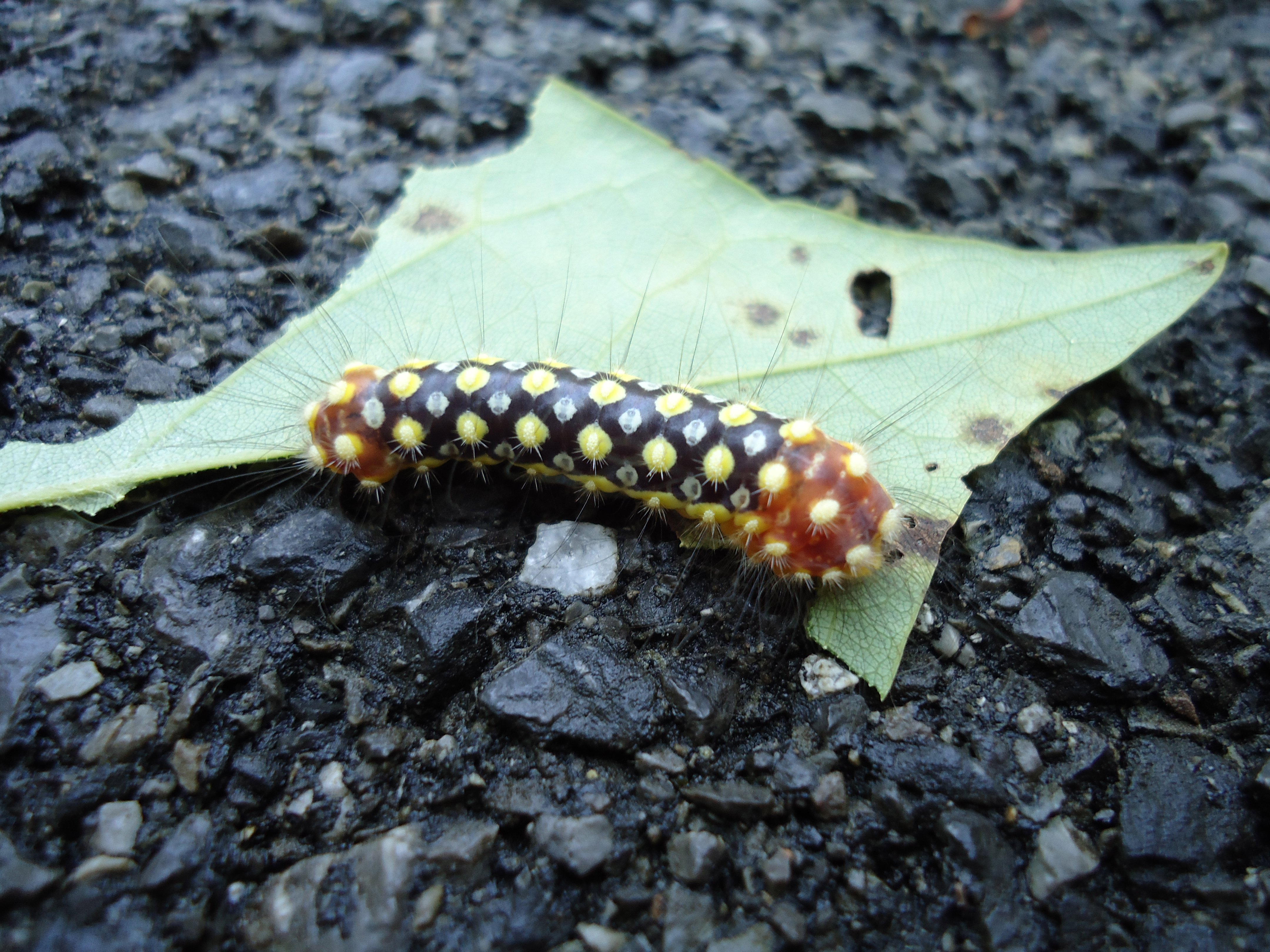 White Flannel Moth Caterpillar (Norape ovina) – Identification | Walter