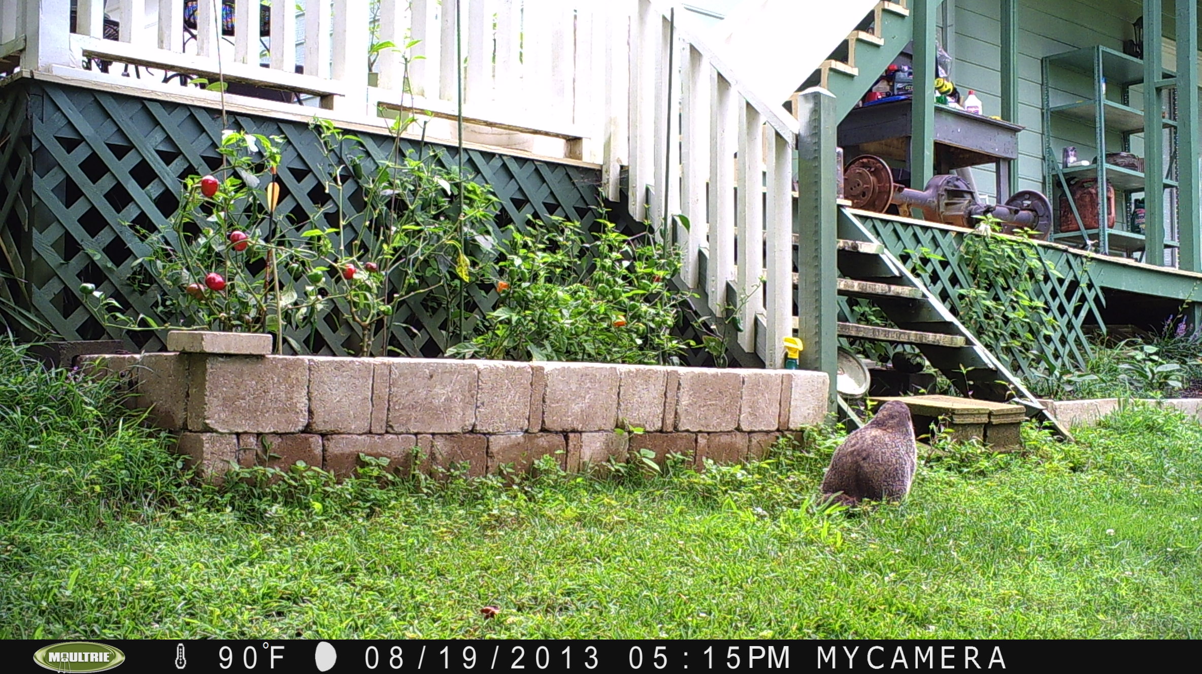 Groundhog (Woodchuck) Control Walter Reeves The Gardener