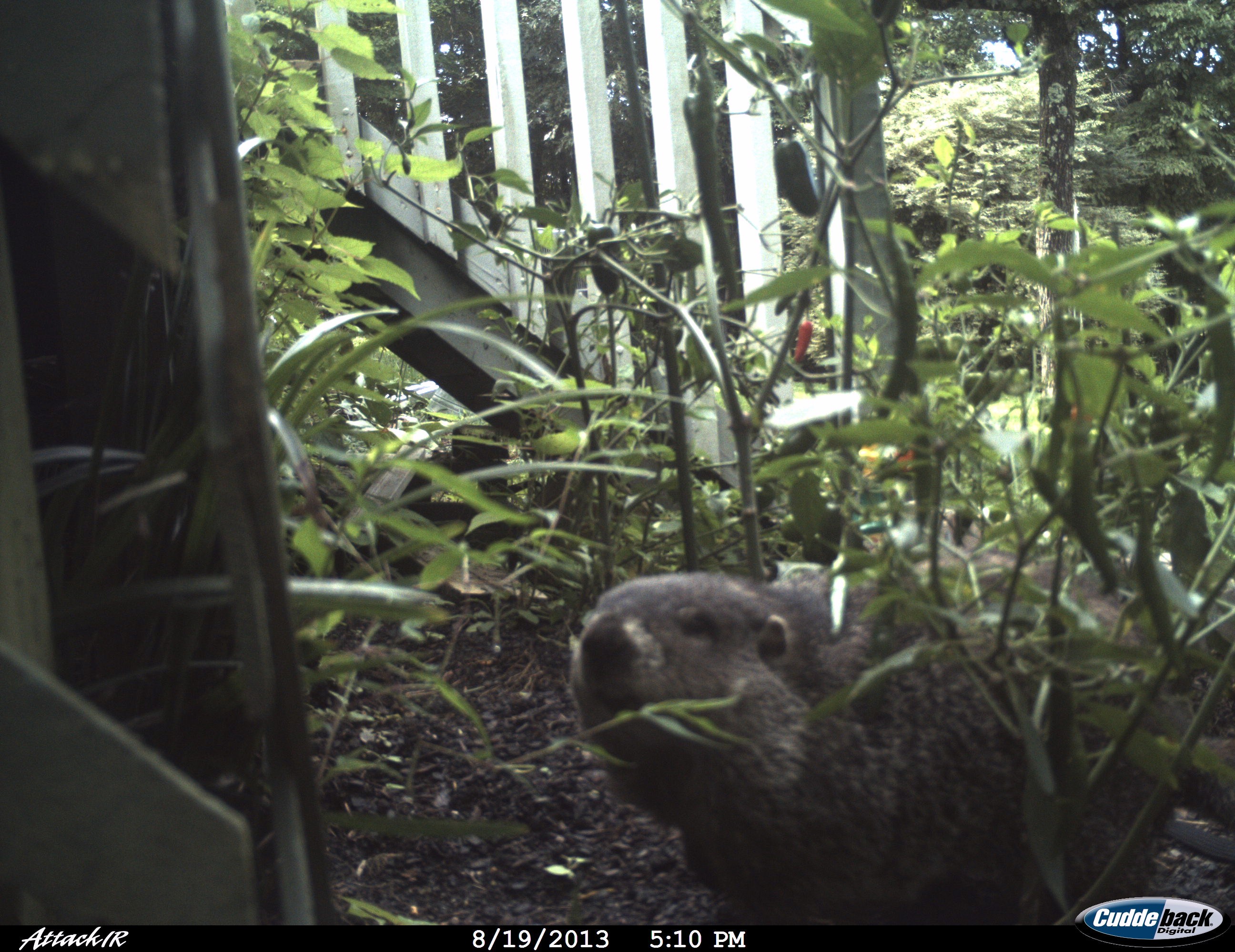 Groundhog (Woodchuck) Control Walter Reeves The Gardener