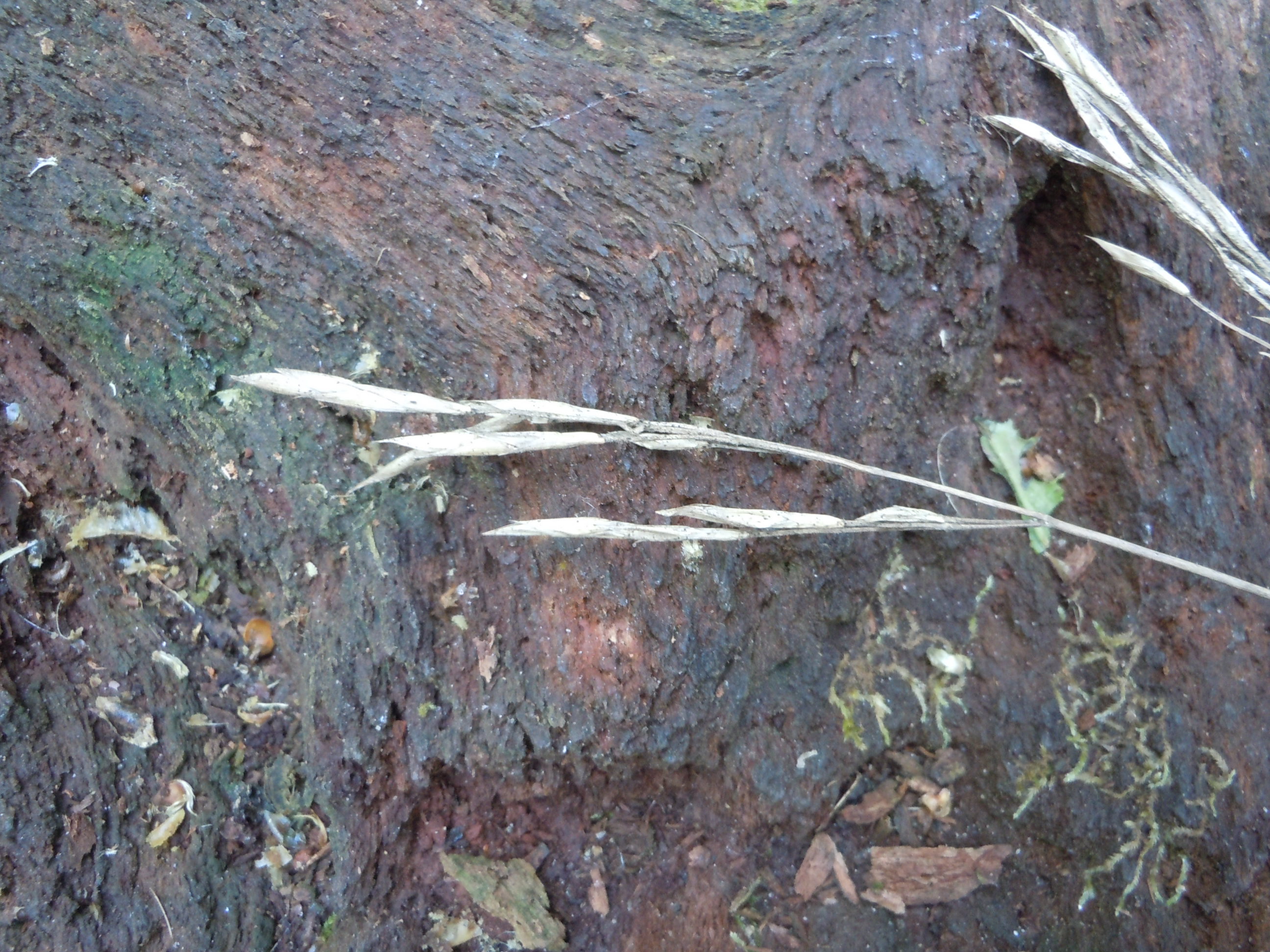 Bamboo Suddenly Dying Walter Reeves The Gardener