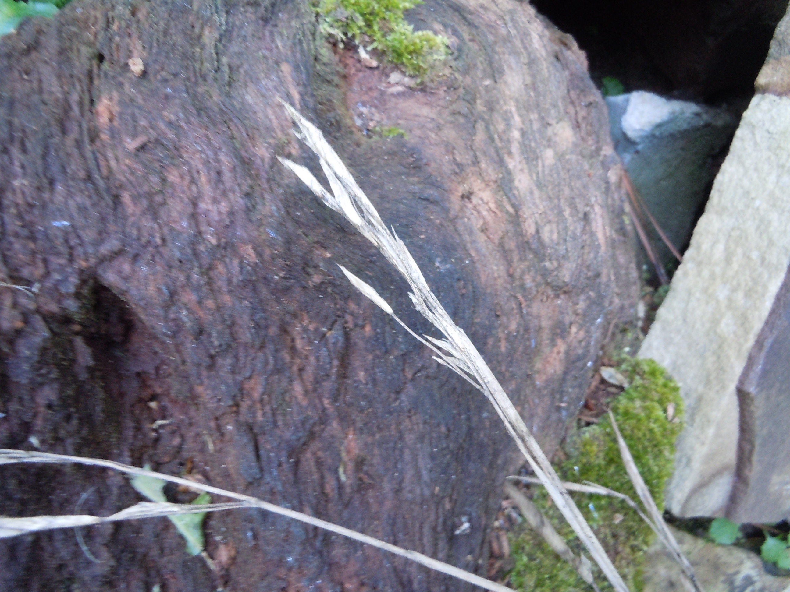 Bamboo Suddenly Dying Walter Reeves The Gardener