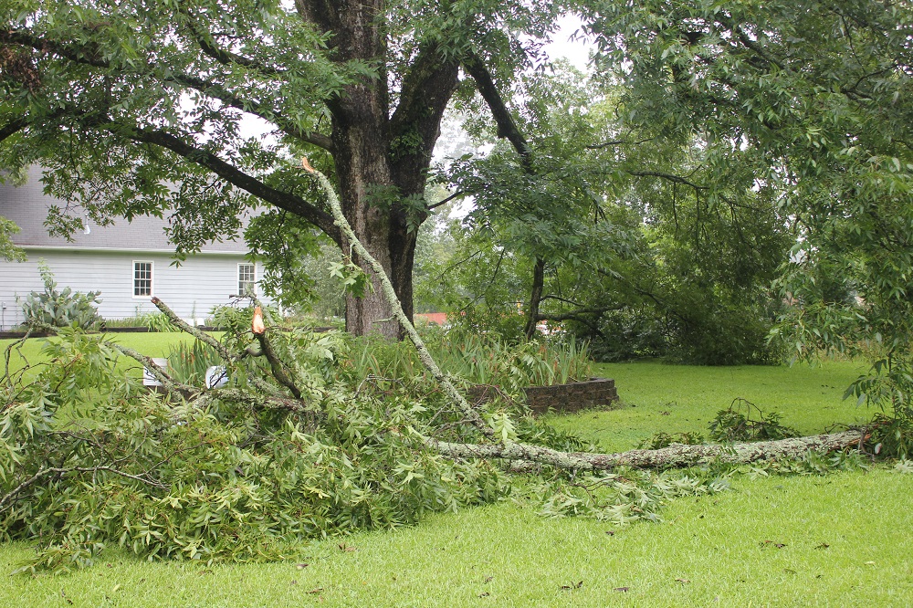 Pecan Dropping Big Limbs Walter Reeves The Gardener