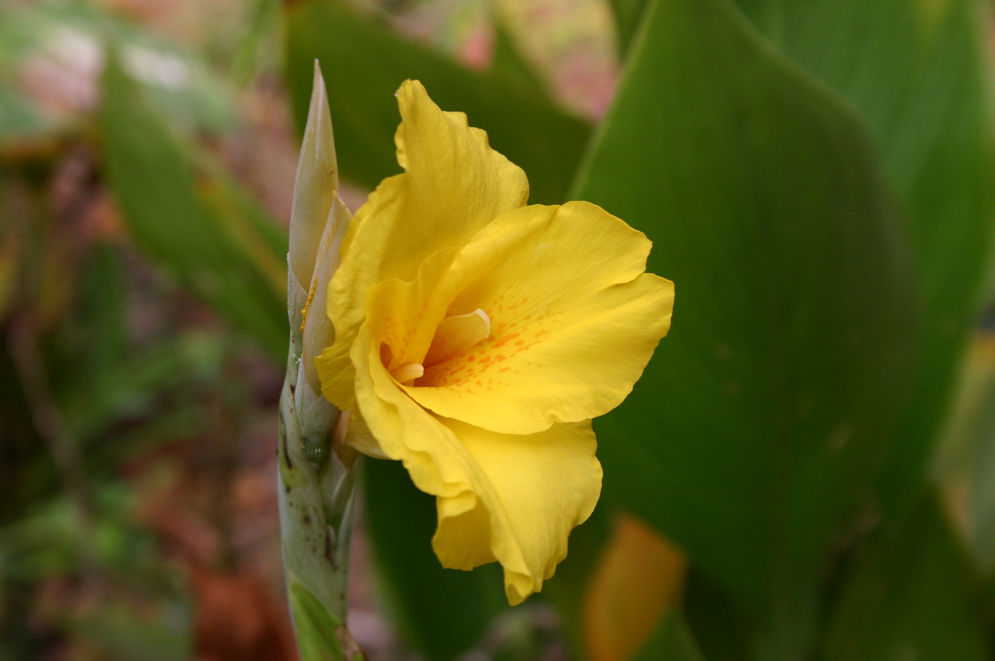 Canna Lily Preparing Seed to Sprout Walter Reeves The Gardener