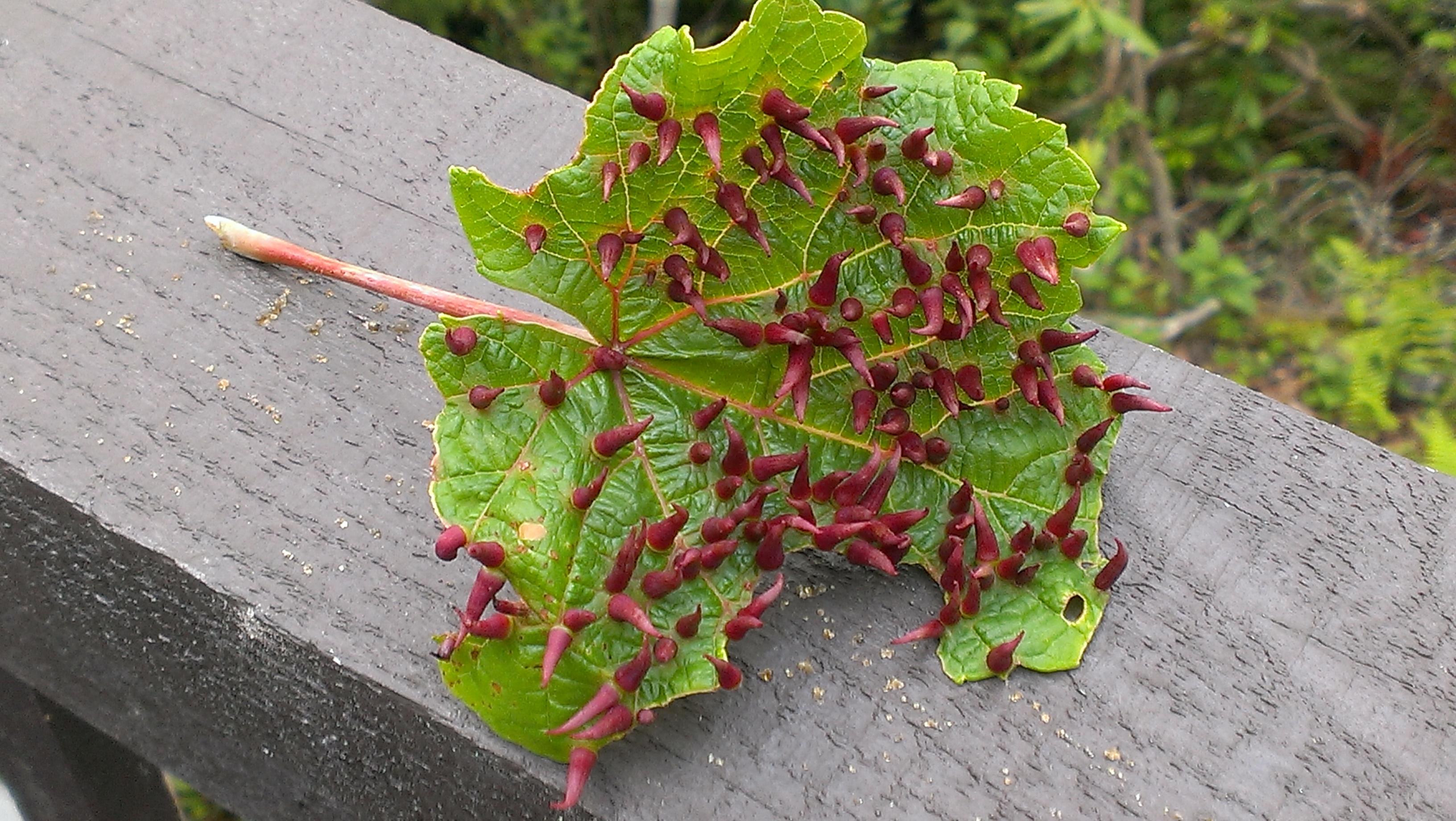 Grape Tube Gall Walter Reeves The Gardener