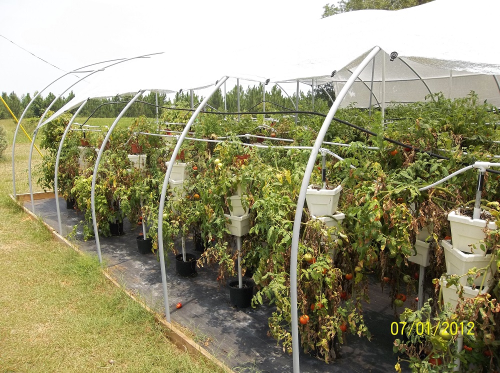 Tomatoes VertiGro System Walter Reeves The Gardener