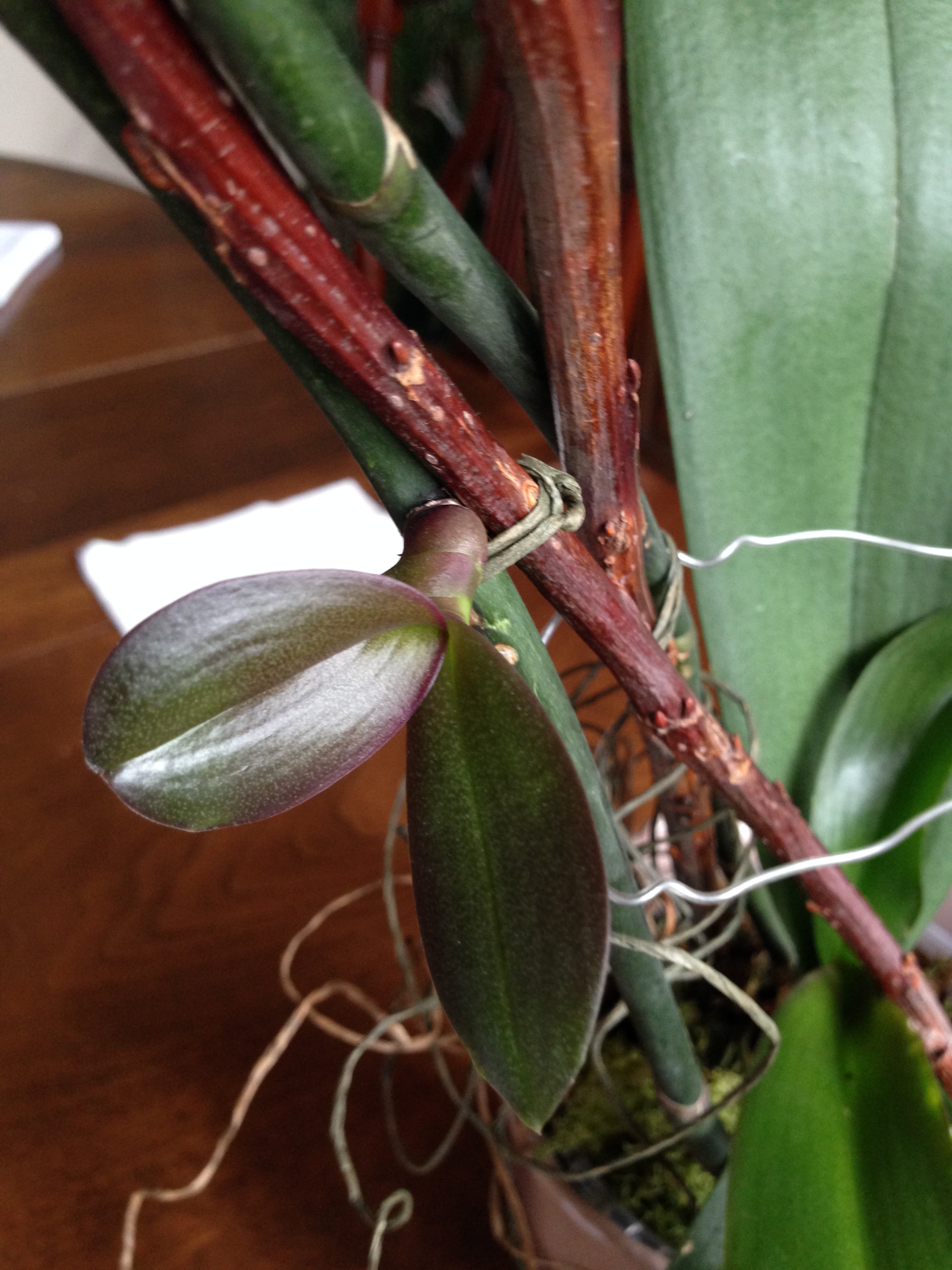 Orchid Leaves on Stem (Keiki) Walter Reeves The Gardener