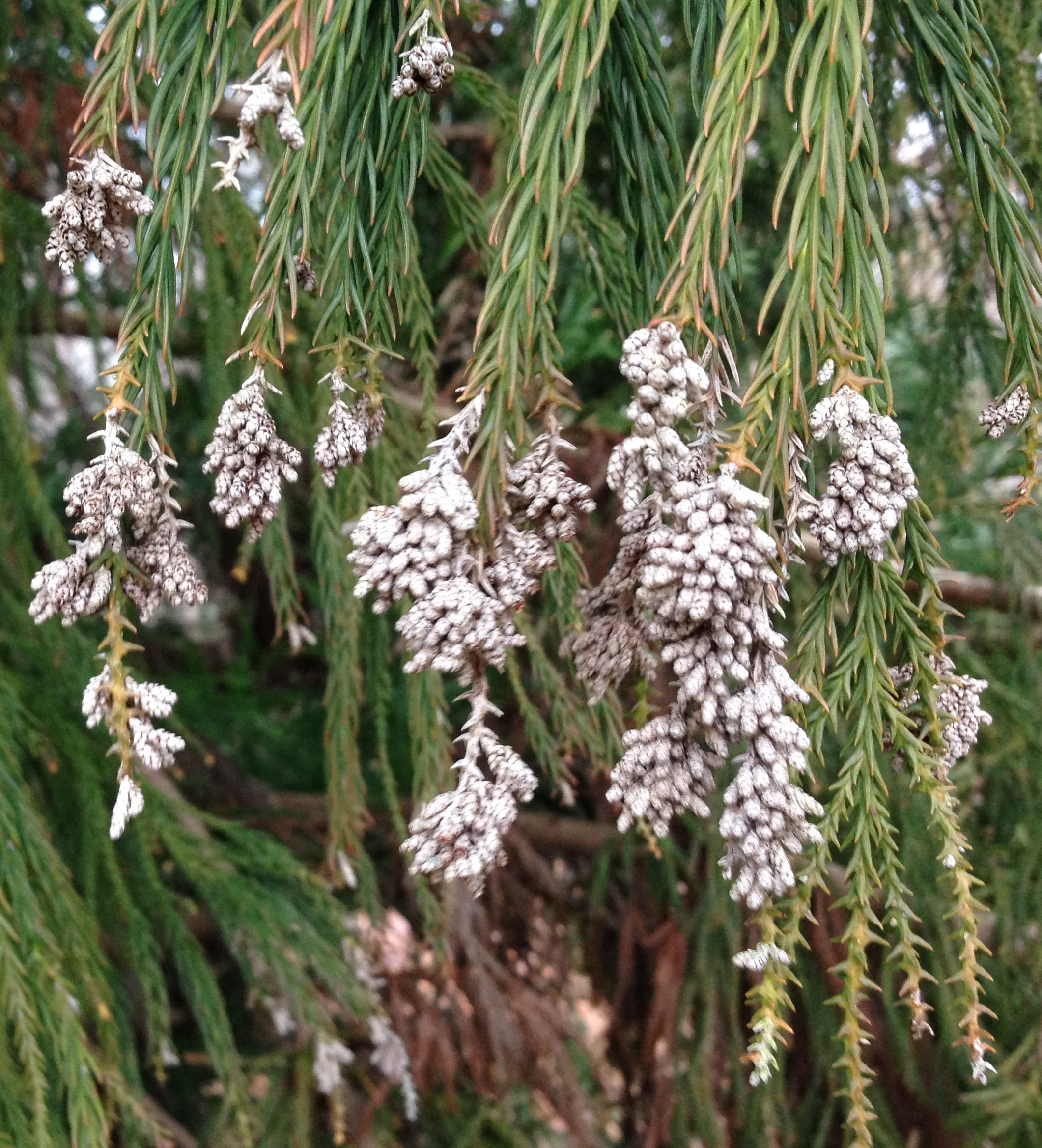 Cryptomeria "Flowers" Identification Walter Reeves The