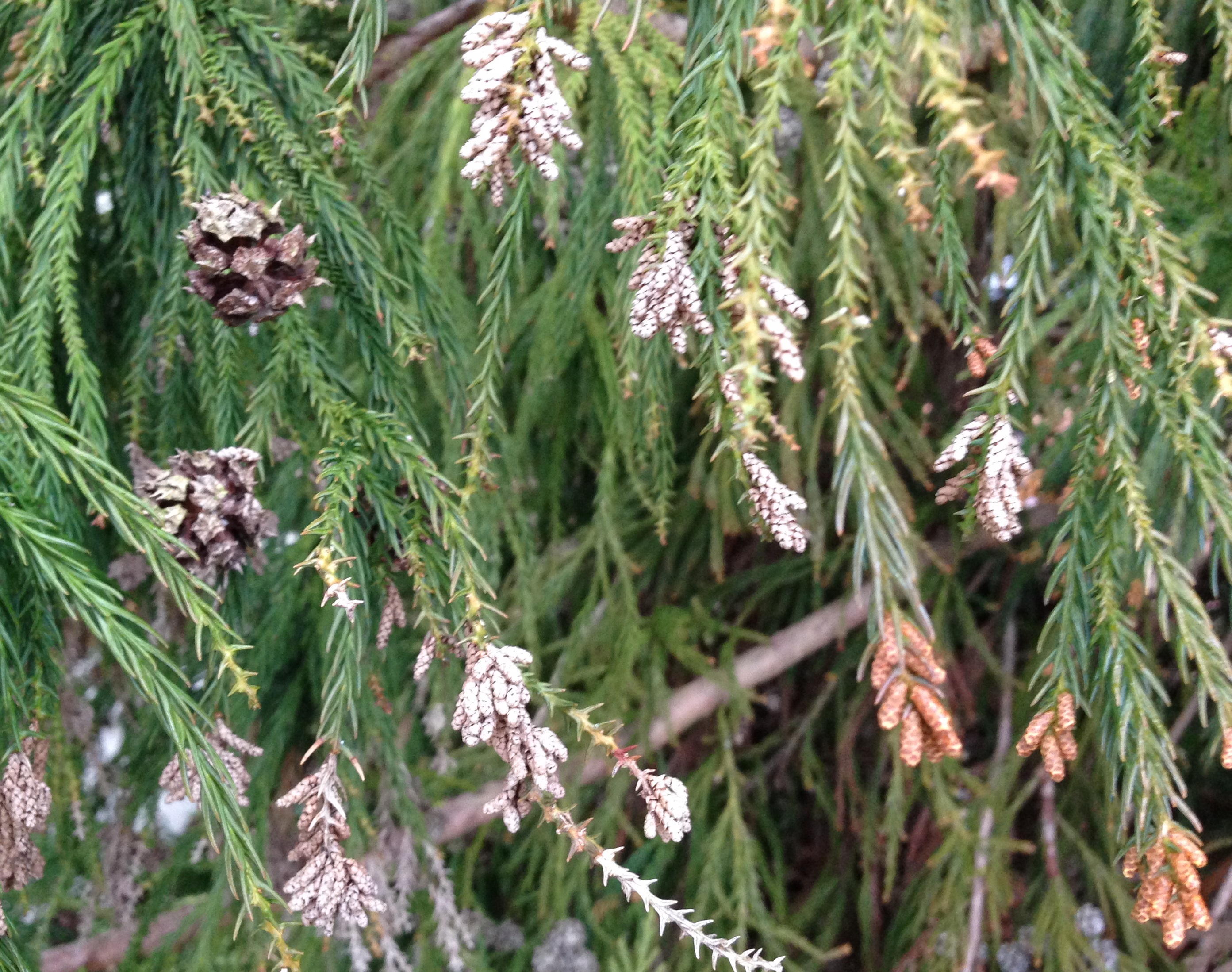 Cryptomeria "Flowers" Identification Walter Reeves The