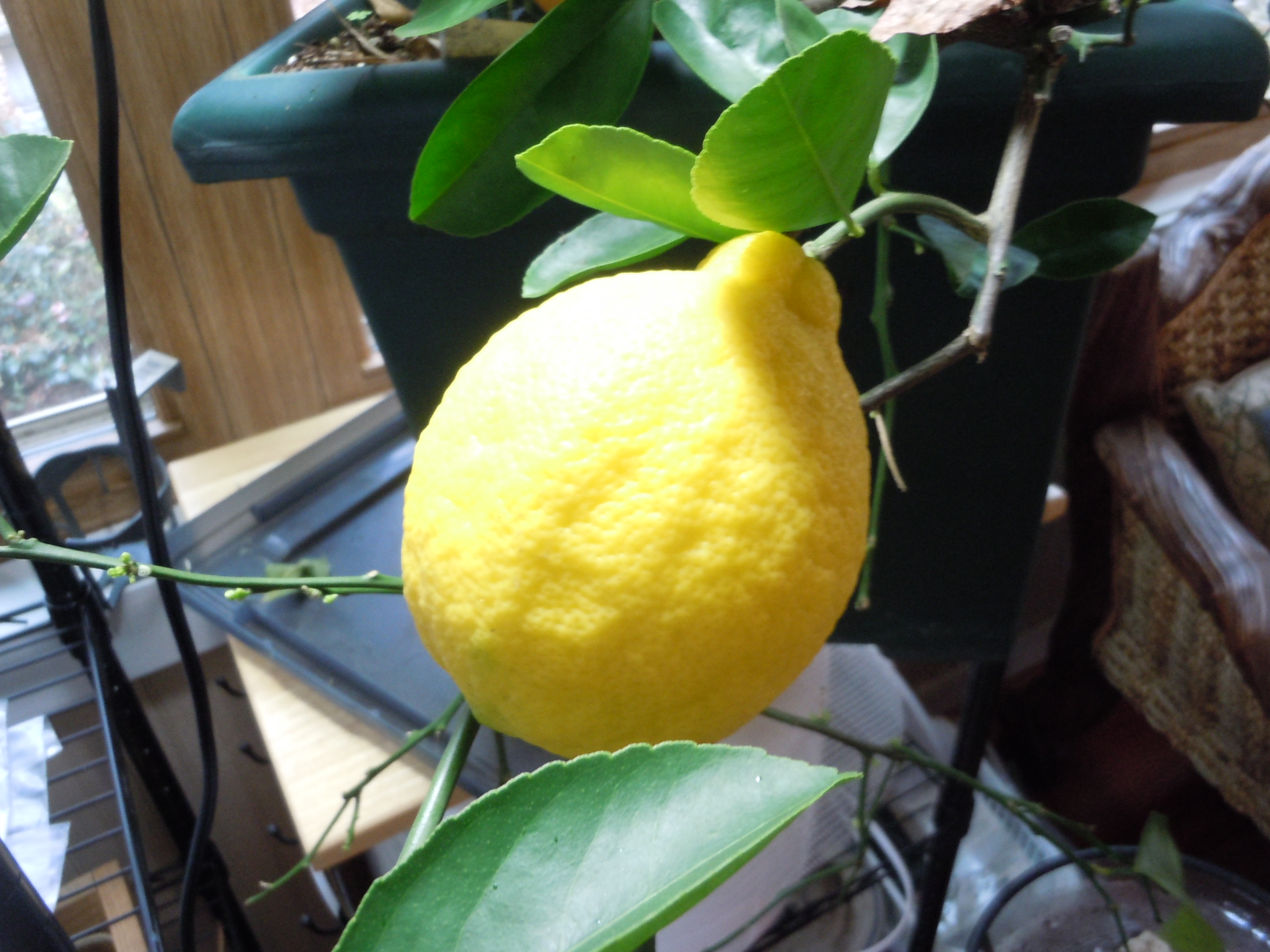 Lemon Growing from Seed Walter Reeves The Gardener