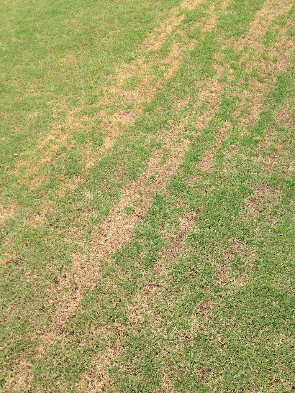 Zoysia Narrow Stripes of Dead Grass Walter Reeves The Gardener
