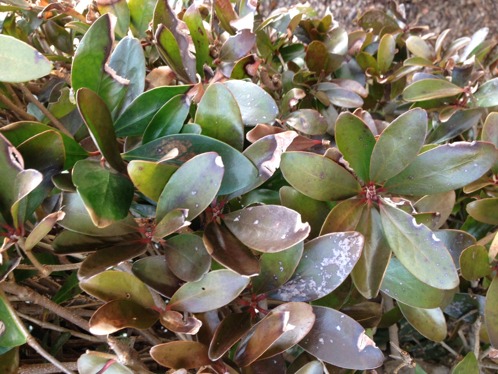 Cleyera Leaf Spot Walter Reeves The Gardener