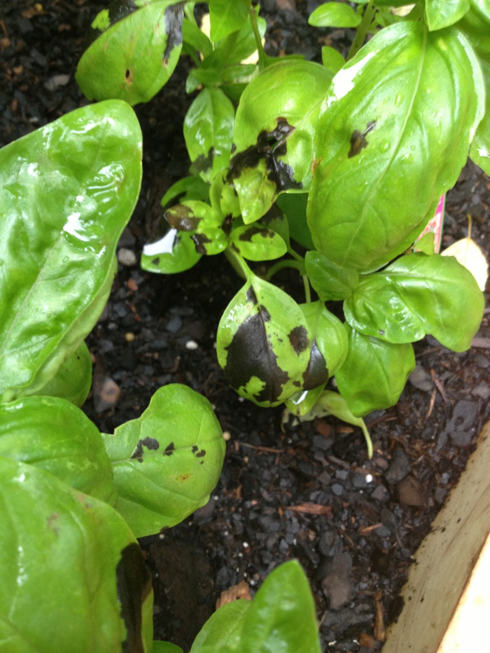 Pepper and Basil Bacterial Leaf Spot Walter Reeves The