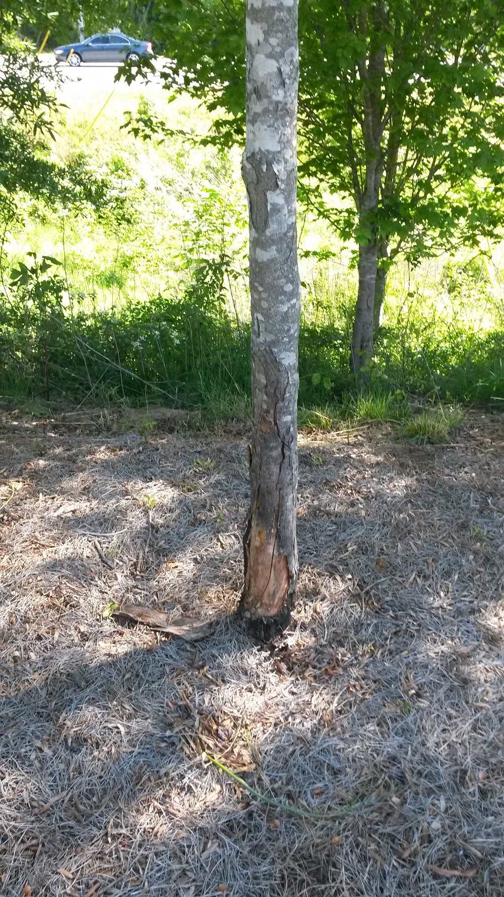 Maple Tree Burned at Base Walter Reeves The Gardener