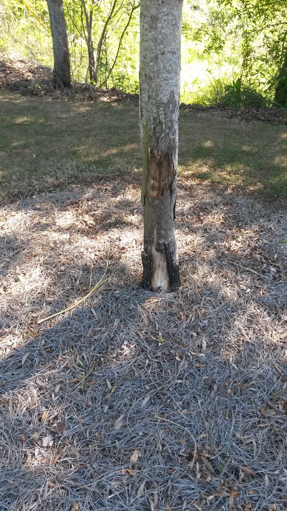 Maple Tree Burned at Base Walter Reeves The Gardener