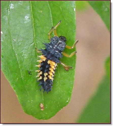 Lady Beetle – Pupae | Walter Reeves: The Georgia Gardener
