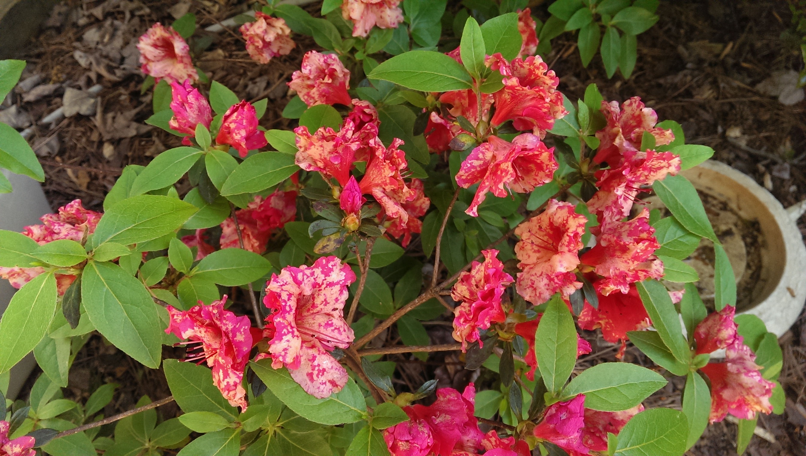 Ovulina Petal Blight (White Spots on Flowers) Infecting Azalea