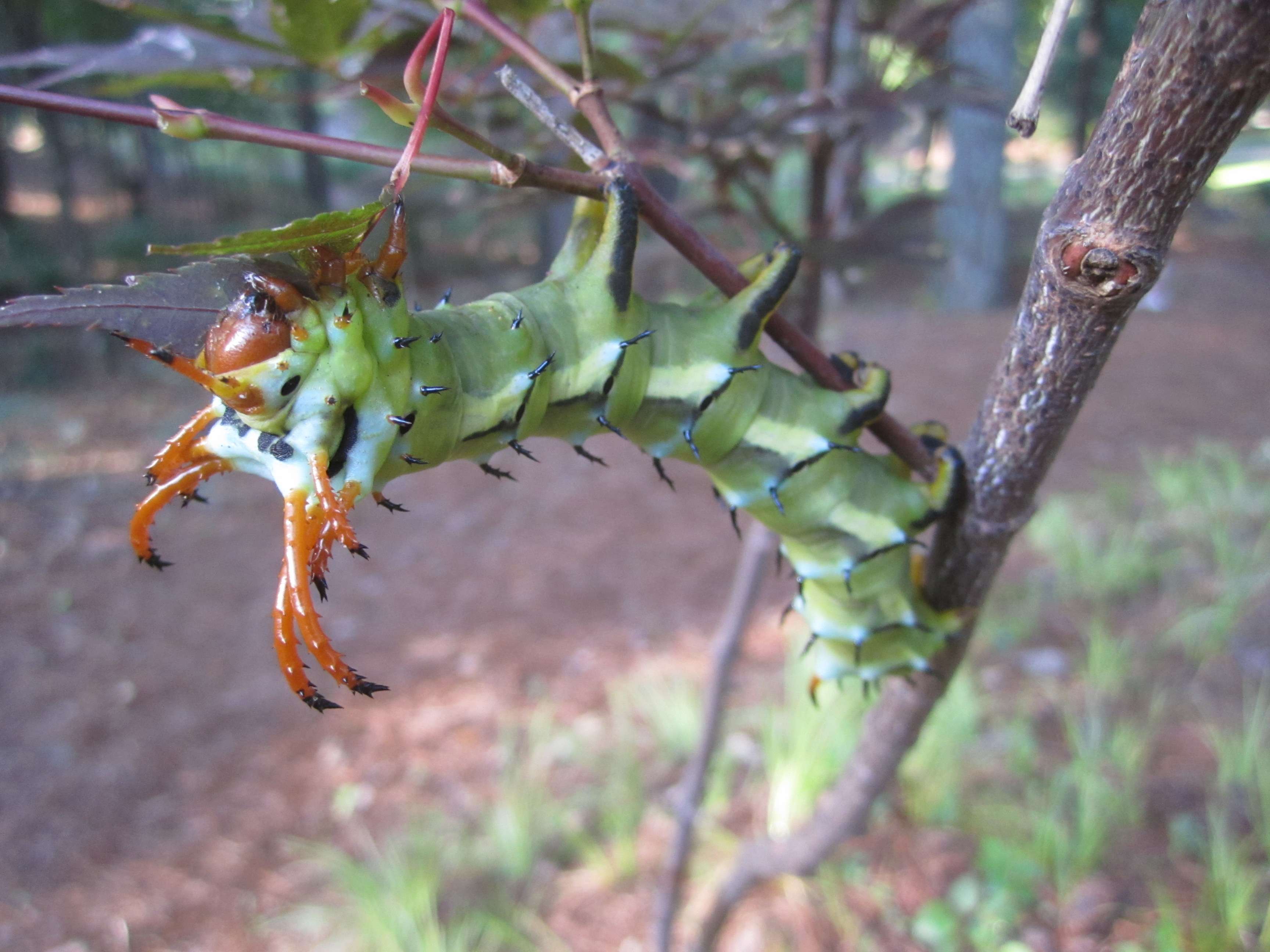 Hickory Horned Devil – Immature Form | Walter Reeves: The Georgia Gardener