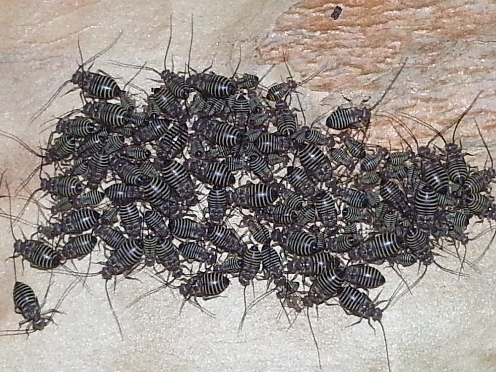 Barklice On Crapemyrtle Walter Reeves The Gardener