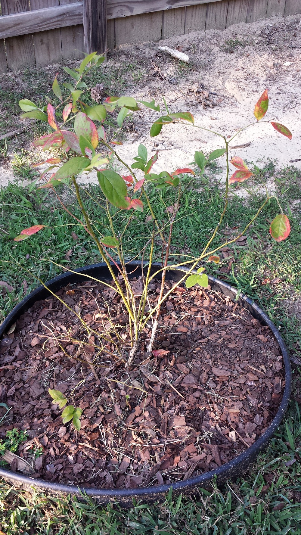 Blueberries – Dying Due to Soggy Soil | Walter Reeves: The Georgia Gardener