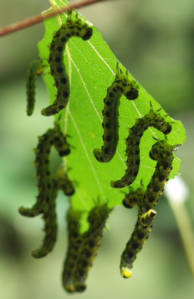River Birch Sawfly Larvae Proper Control Walter Reeves
