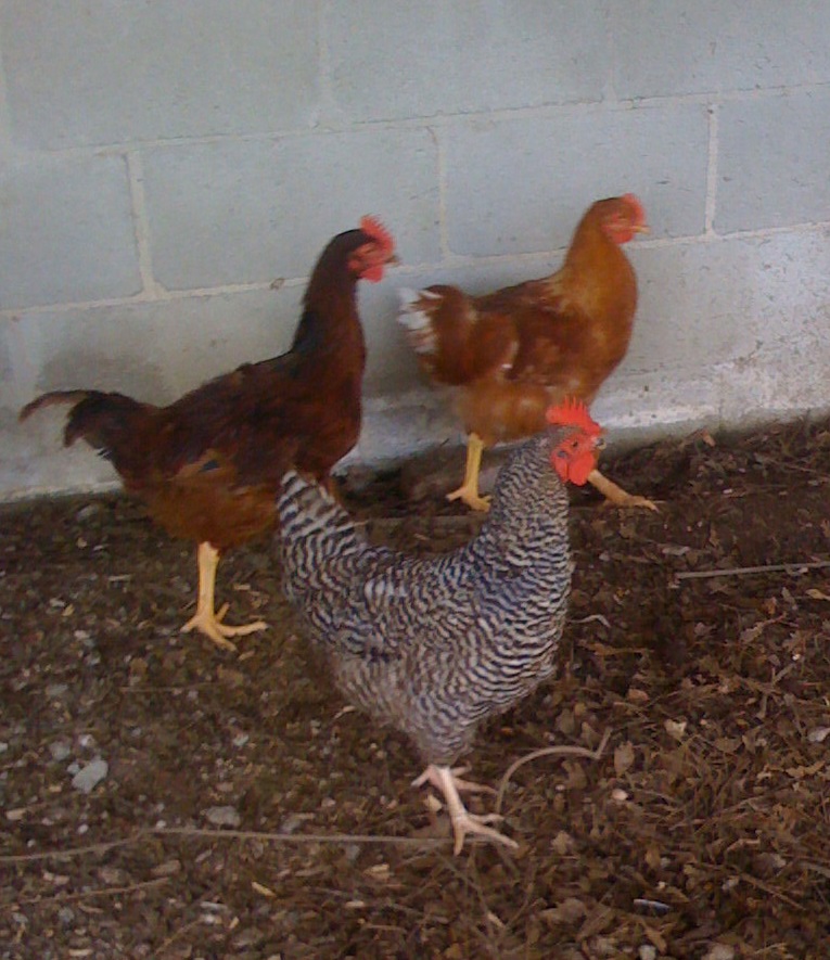 Raising Chickens Rules for DeKalb County Walter Reeves The