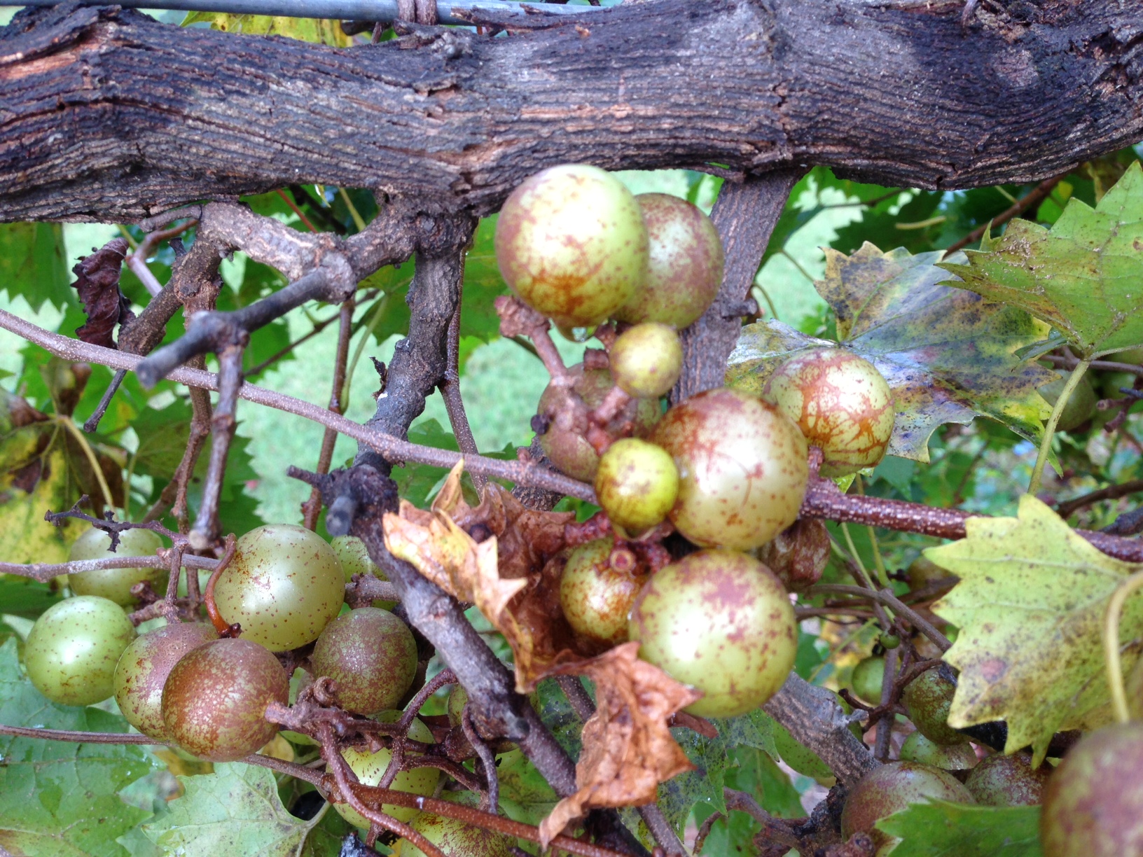 Muscadine/Scuppernong Fruit Disease Identification