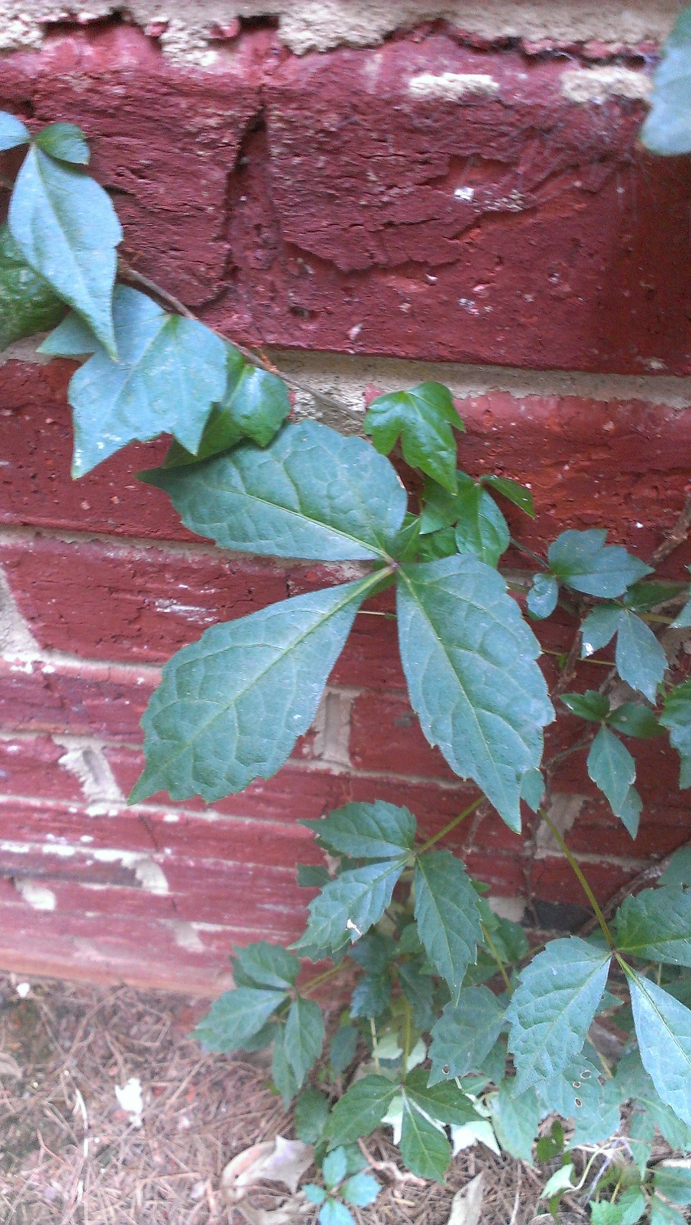 Boston Ivy vs Virginia Creeper Identification Walter Reeves The
