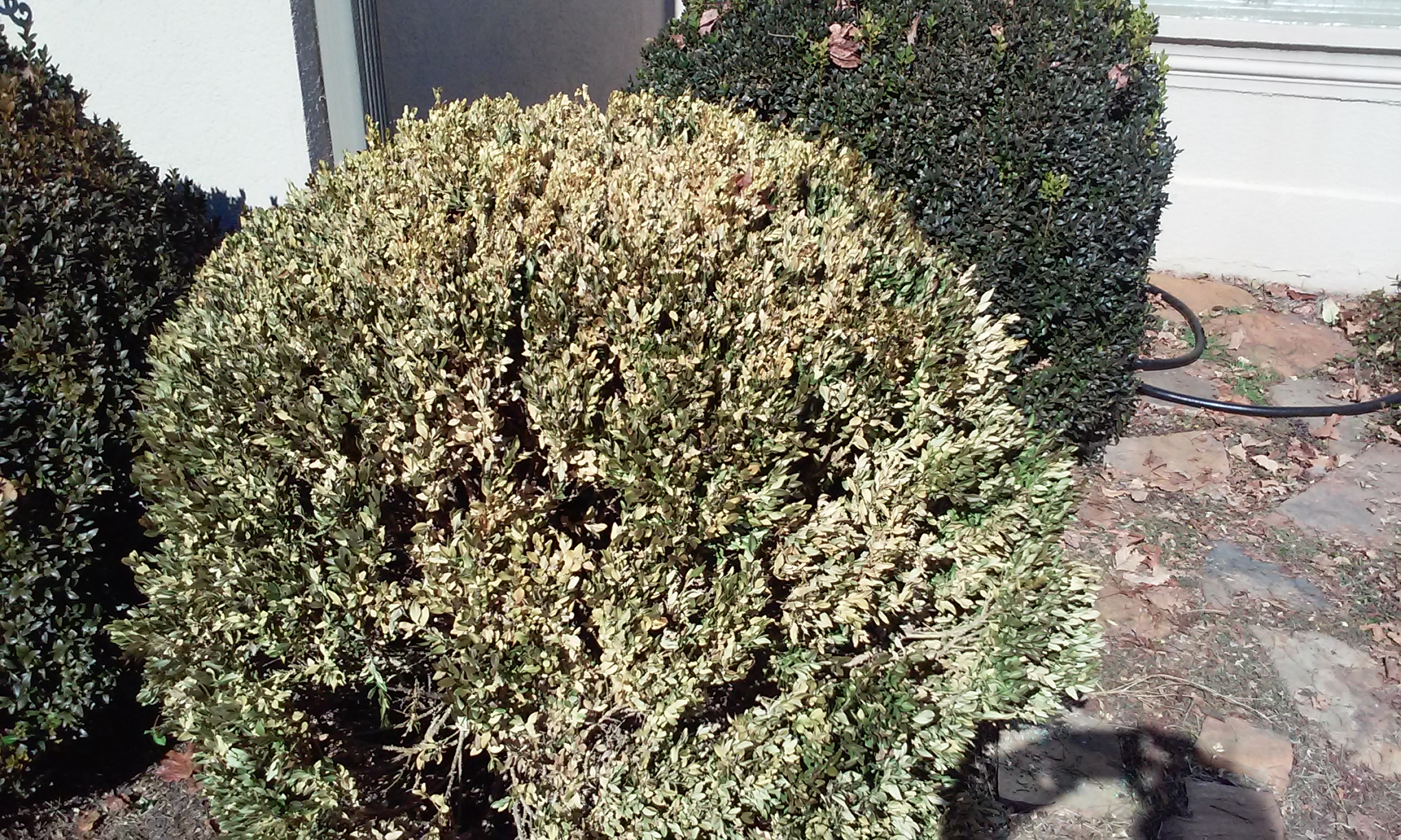 Boxwood Blight Diagnosing Walter Reeves The Gardener