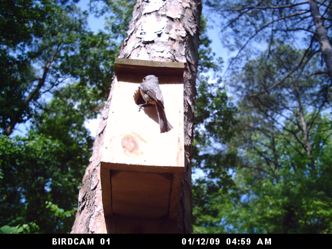 Bluebird House Protection from Snakes Walter Reeves The